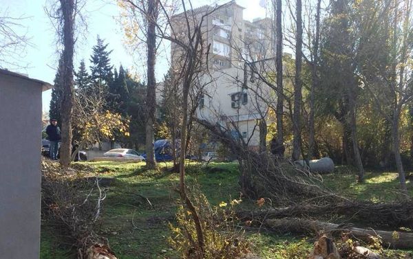 В Баку посажено около 1700 различных пород деревьев - Sputnik Азербайджан