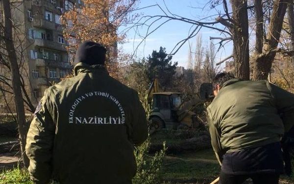 В Баку посажено около 1700 различных пород деревьев - Sputnik Азербайджан