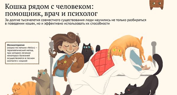 Постиранная в центрифуге кошка очнулась при разговоре о ее кремации - Sputnik Азербайджан