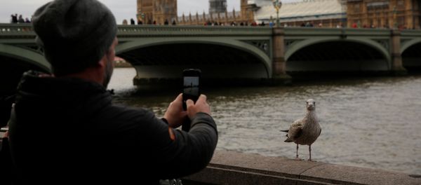Мужчина фотографирует птицу на южном берегу реки Темзы на фоне Вестминстерского моста и здания Парламента в центре Лондона - Sputnik Азербайджан