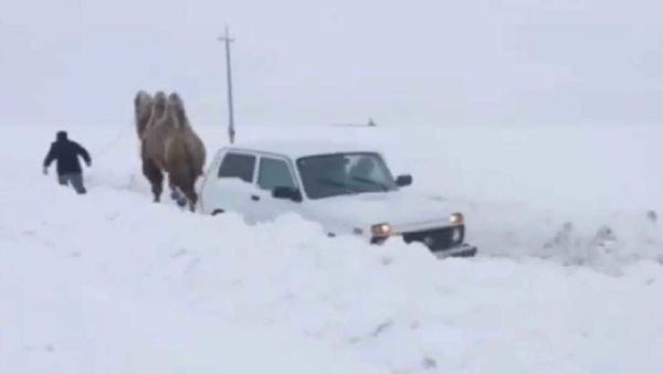 Верблюд вытаскивает машину из под снега в Саратов - Sputnik Азербайджан