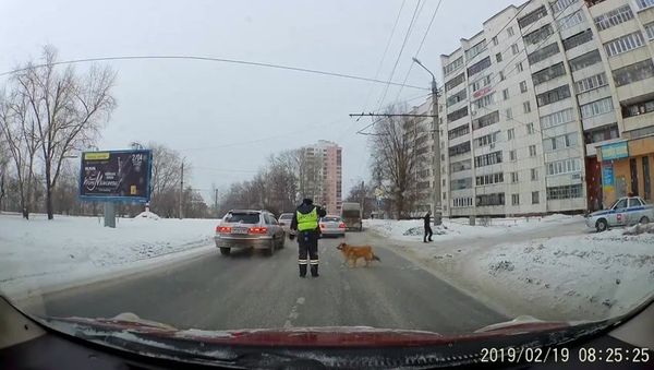 Сотрудник ДПС перевел через дорогу хромого пса - Sputnik Азербайджан