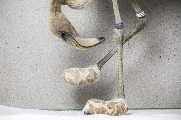 Снимок Flamingo Socks фотографа Jasper Doest, ставший номинантом в категории Nature конкурса World Press Photo 2019 - Sputnik Азербайджан