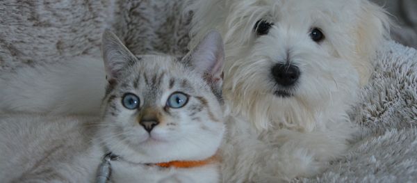 Кошка с собакой - Sputnik Азербайджан