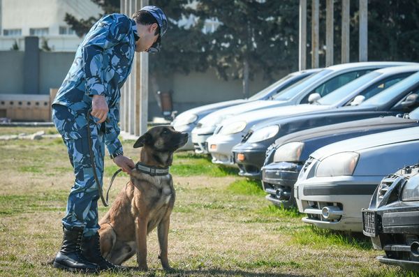 Собаки в Кинологическом Центре Государственного Таможенного Комитета Азербайджанской Республики - Sputnik Азербайджан