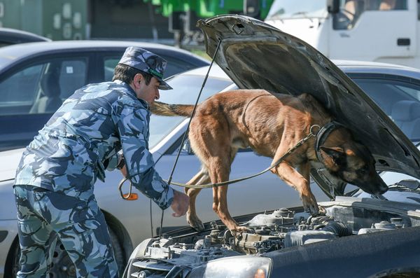Собаки в Кинологическом Центре Государственного Таможенного Комитета Азербайджанской Республики - Sputnik Азербайджан