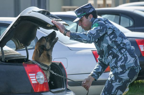 Собаки в Кинологическом Центре Государственного Таможенного Комитета Азербайджанской Республики - Sputnik Азербайджан