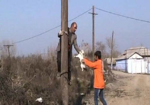 Сальянское село обесточили ради спасения кошки - видео - Sputnik Азербайджан