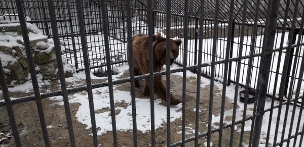 Косолапого, спасенного от губинского фермера, за два месяца поставят на ноги - Sputnik Азербайджан
