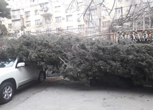 Ветер валит деревья и срывает кондиционеры с домов в Баку - предупреждение МЧС - Sputnik Азербайджан