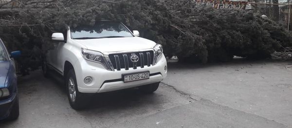 Ветер повалил вырванное с корнем дерево на два автомобиля марок Prado и BMW - Sputnik Азербайджан