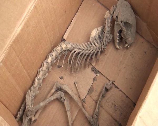 Странный скелет в подвале: житель Загаталы соседствовал с неизвестным животным - Sputnik Азербайджан