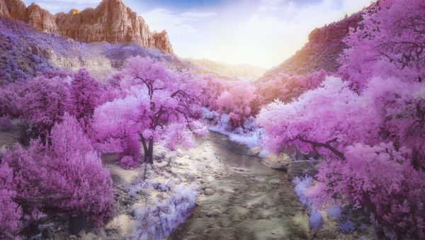 Снимок The Watchman  фотографа Blake Rudis, занявший первое место в категории Infrared Color конкурса инфракрасной фотографии Life in Another Light  - Sputnik Азербайджан