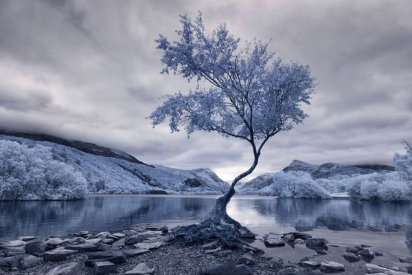 Снимок Lonely Tree фотографа David Hall, занявший первое место в категории Infrared Landscape конкурса инфракрасной фотографии Life in Another Light  - Sputnik Азербайджан