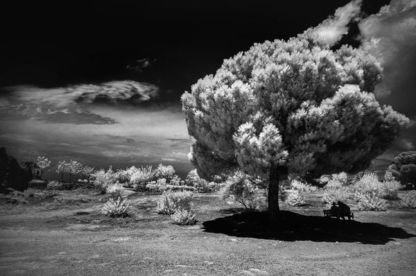 Снимок In the Shadow  фотографа Tatiana Aleynikova, особо отмеченный в категории IR Black & White конкурса инфракрасной фотографии Life in Another Light - Sputnik Азербайджан
