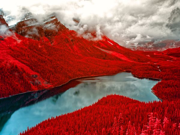 Снимок Red Velvet фотографа Helen Bradshaw, занявший второе место в категории Infrared Color конкурса инфракрасной фотографии Life in Another Light - Sputnik Азербайджан