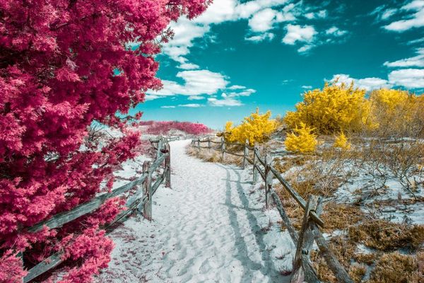 Снимок Island Beach фотографа David Nilsen, особо отмеченный в категории Infrared Color конкурса инфракрасной фотографии Life in Another Light - Sputnik Азербайджан