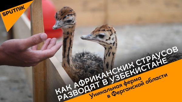 Как африканских страусов разводят в Узбекистане - Sputnik Азербайджан