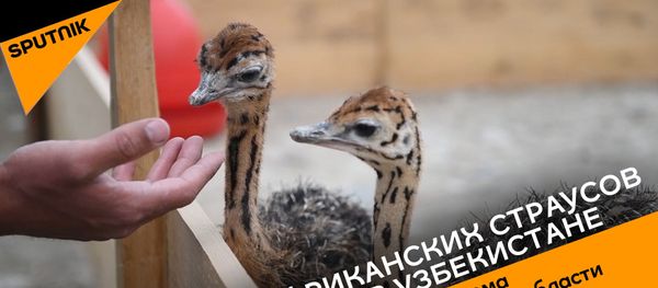 Как африканских страусов разводят в Узбекистане - Sputnik Азербайджан