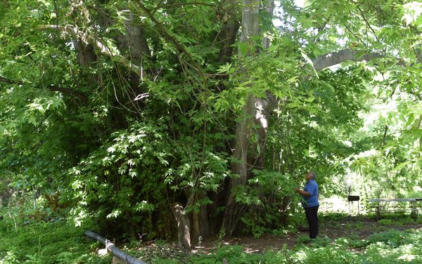 Восточный платан в Говлар - Sputnik Азербайджан