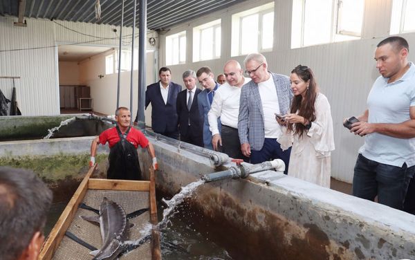 Вице-президент Фонда Гейдара Алиева Лейла Алиева приняла участие в церемонии выпуска в Каспий мальков осетровых, выращенных на Хыллинском заводе по разведению рыбы в Нефтчале - Sputnik Азербайджан