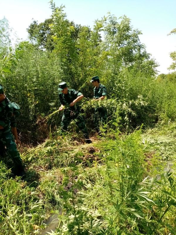 Пограничники предотвратили контрабанду наркотиков и нашли конопляные кусты - Sputnik Азербайджан