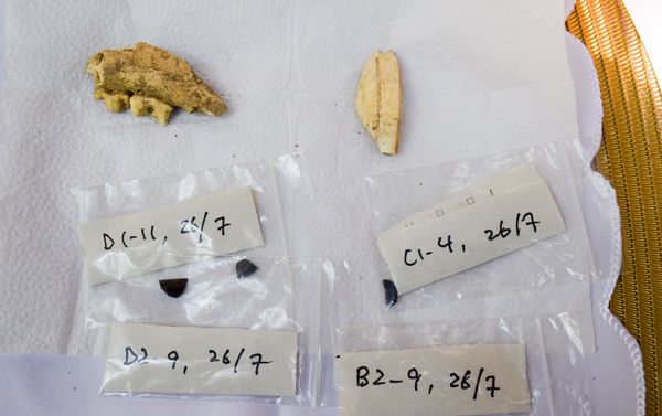 Раскопки на территории заповедника Авей Раскопки на территории заповедника Авей - Sputnik Азербайджан