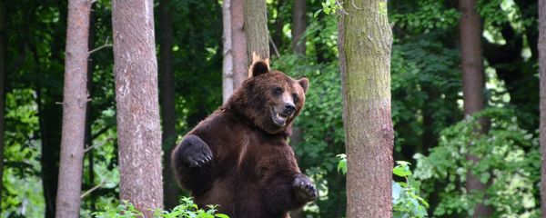 Медведь, фото из архива - Sputnik Азербайджан