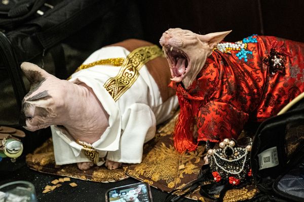 Высокая мода в Нью-Йорке: кошки вышли на дефиле в национальных костюмах - Sputnik Азербайджан