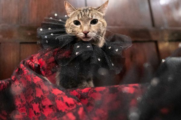 Высокая мода в Нью-Йорке: кошки вышли на дефиле в национальных костюмах - Sputnik Азербайджан