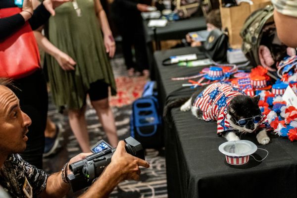 Высокая мода в Нью-Йорке: кошки вышли на дефиле в национальных костюмах - Sputnik Азербайджан