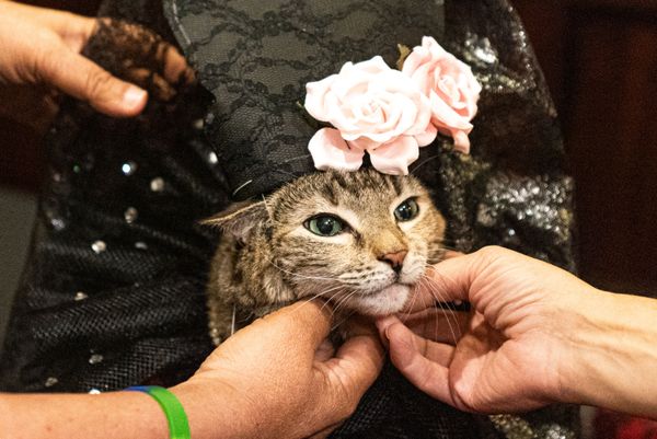 Высокая мода в Нью-Йорке: кошки вышли на дефиле в национальных костюмах - Sputnik Азербайджан