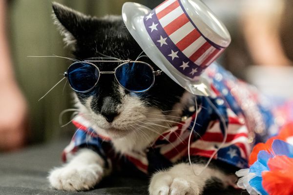 Высокая мода в Нью-Йорке: кошки вышли на дефиле в национальных костюмах - Sputnik Азербайджан