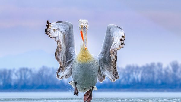 Главный снимок-победитель конкурса Bird Photographer of the Year 2019 - Sputnik Азербайджан