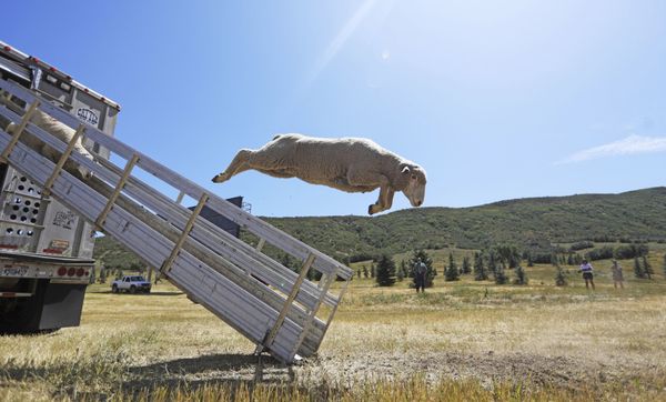 Овцы выпрыгивают из грузовика на чемпионате классических овчарок Soldier Hollow в США - Sputnik Азербайджан