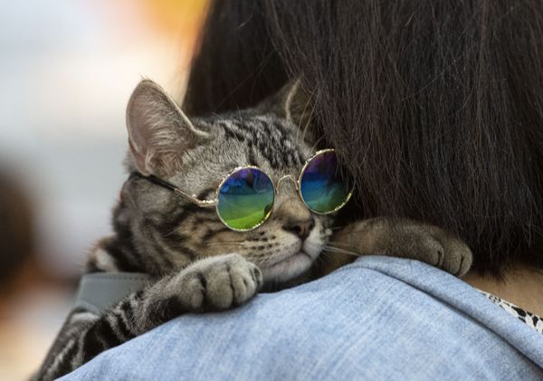 Кот в очках на Pet Expo Championship в Бангкоке Кот в очках на Pet Expo Championship в Бангкоке - Sputnik Азербайджан