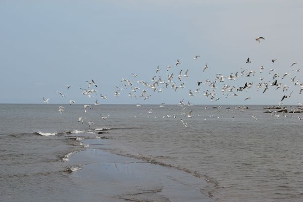 В этом месте Итурупа в Охотские море впадает река Курилка вместе с тысячами горбуш, идущими на нерест — настоящий праздник для чаек и альбатросов.  - Sputnik Азербайджан