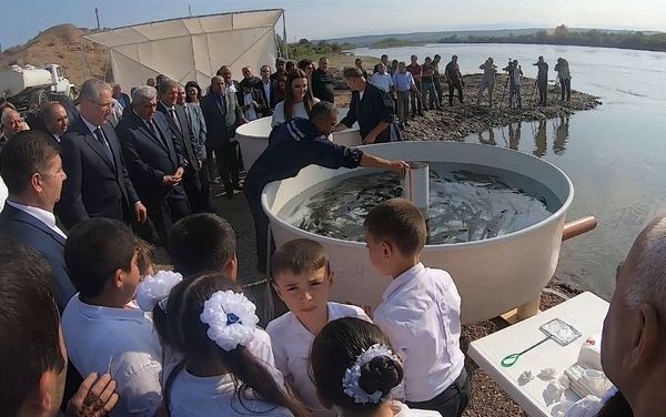 В реку Кура запустили рыбу В реку Кура запустили рыбу - Sputnik Азербайджан