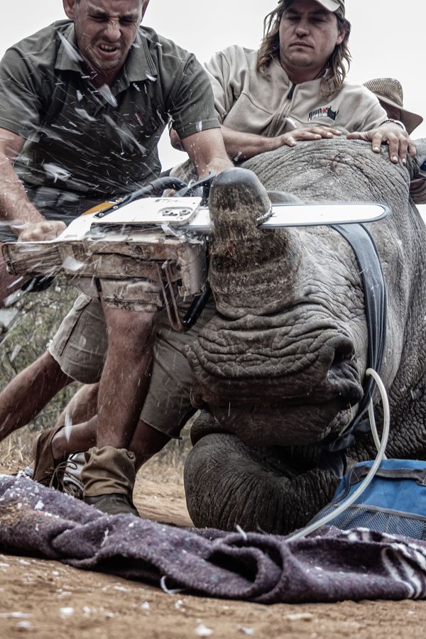 Снимок Desperate Measures фотографа Neville Ngomane, ставший победителем в категории Young Environmental Photographer в рамках конкурса The Environmental Photographer of the Year 2019 - Sputnik Азербайджан