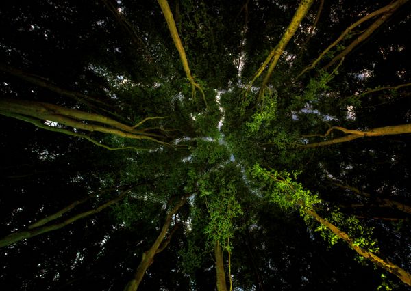 Снимок Lungs of the Earth фотографа Ian Wade, ставший финалистом конкурса The Environmental Photographer of the Year 2019 - Sputnik Азербайджан