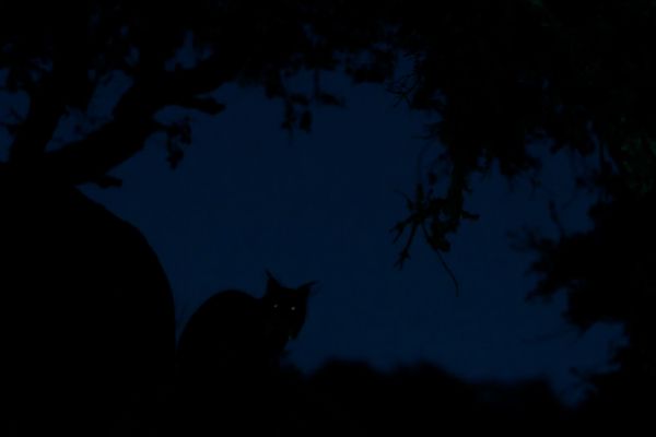 Снимок The ghost испанского фотографа Eduardo Blanco Mendizabal, победивший в конкурсе GDT European wildlife photographer of the year 2019 - Sputnik Азербайджан
