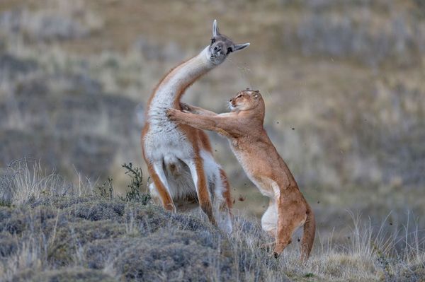 Снимок A puma hunting a fully-grown male guanaco немецкого фотографа Ingo Arndt, победивший в категории MAMMALS конкурса GDT European wildlife photographer of the year 2019 - Sputnik Азербайджан