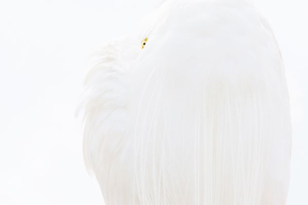Снимок Great white egret немецкого фотографа Dr. Siegmar Bergfeld, победивший в категории BIRDS конкурса GDT European wildlife photographer of the year 2019 - Sputnik Азербайджан