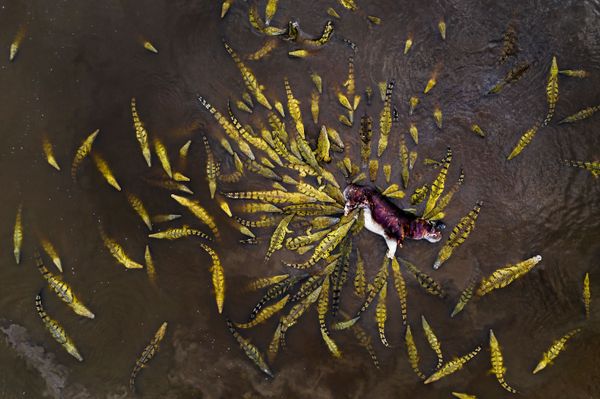 Снимок 101 crocodiles итальянского фотографа Ignacio Medem Seghers, победивший в категории OTHER ANIMALS конкурса GDT European wildlife photographer of the year 2019 - Sputnik Азербайджан