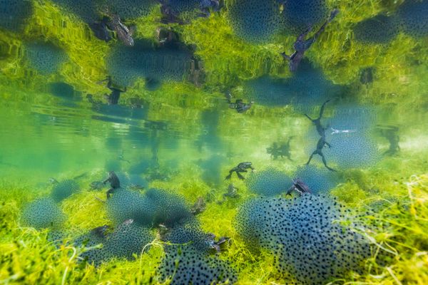 Снимок Pond world итальянского фотографа Manuel Plaickner, победивший в категории UNDERWATER WORLD конкурса GDT European wildlife photographer of the year 2019 - Sputnik Азербайджан