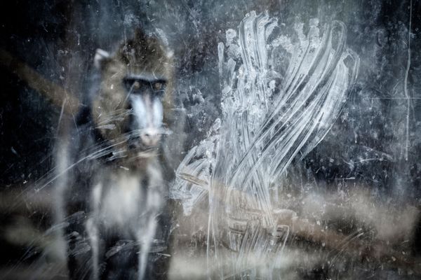 Снимок My hands испанского фотографа Miguel Ángel Rubio Robles, победивший в категории MAN AND NATURE конкурса GDT European wildlife photographer of the year 2019 - Sputnik Азербайджан