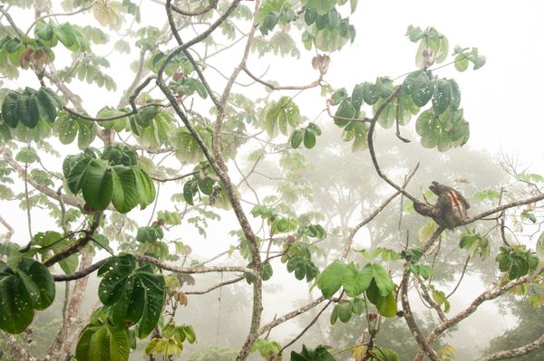 Снимок In the canopy испанского фотографа Carlos Pérez Naval, победивший в категории YOUNG PHOTOGRAPHERS UP TO 14 YEARS конкурса GDT European wildlife photographer of the year 2019 - Sputnik Азербайджан