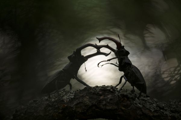 Снимок Battle of the titans российского фотографа Svetlana Ivanenko, занявший второе место в категории OTHER ANIMALS конкурса GDT European wildlife photographer of the year 2019 - Sputnik Азербайджан