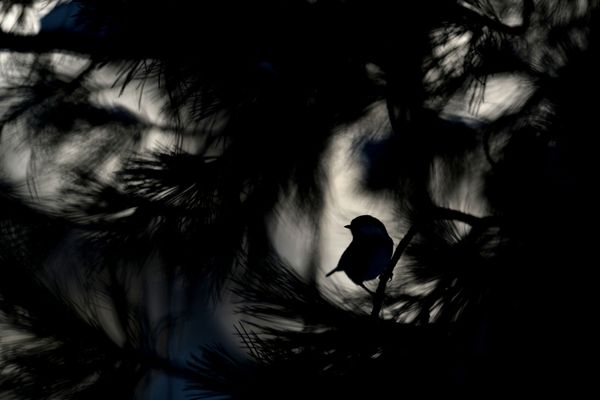 Снимок Coal tit швейцарского фотографа Patrick Moser, победивший в категории YOUNG PHOTOGRAPHERS 15 TO 17 YEARS конкурса GDT European wildlife photographer of the year 2019 - Sputnik Азербайджан