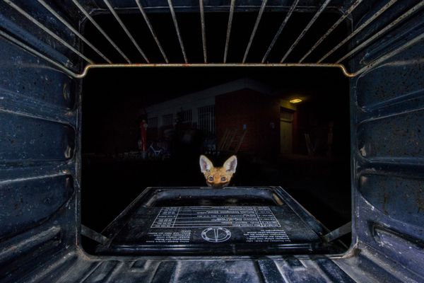 Снимок What‘s baking here? испанского фотографа Jon Andoni Juarez Garcia, занявший второе место в категории MAN AND NATURE конкурса GDT European wildlife photographer of the year 2019 - Sputnik Азербайджан